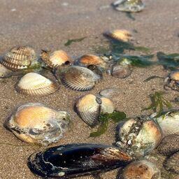 Промысловый размер анадары составляет 3 см. Фото пресс-службы ВНИРО