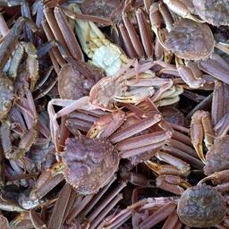 Ученый Полярного филиала ВНИРО провел исследования на промысле краба-стригуна опилио. Фото пресс-службы ПИНРО