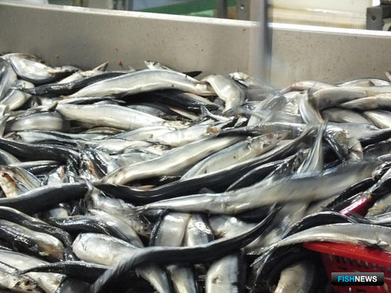 Инвестиционное агентство Приморья утвердило концепцию рыбного кластера