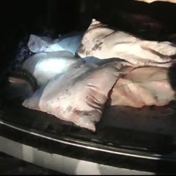 В багажном отделении лежали 14 мешков со свежей рыбой. Кадр оперативной съемки
