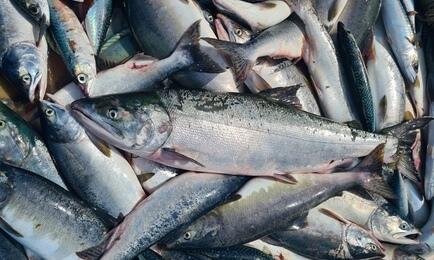 Улов лосося в Приморье. Фото предоставлено Юлией Беликовой