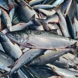 Улов лосося в Приморье. Фото предоставлено Юлией Беликовой