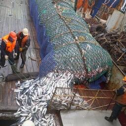 Положительная динамика отмечается на дальневосточном промысле сельди. Фото предоставлено «Океанрыбфлотом»