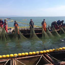 Добыча лосося в Хабаровском крае. Фото пресс-службы регионального комитета рыбного хозяйства