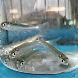 Собский рыбоводный завод переселил в Обь 5 млн особей чира средней навеской более 0,5 г. Фото пресс-службы правительства ЯНАО