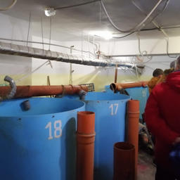 На предприятии выращивают африканского клариевого сома. Фото пресс-службы регионального отделения ОНФ