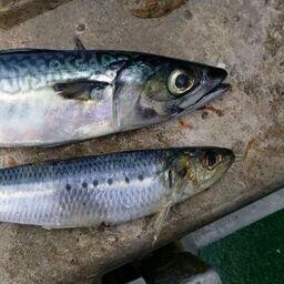 Японская скумбрия и тихоокеанская сардина (иваси). Фото Константина Коробкова