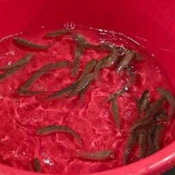 Молодь черноморского лосося. Фото пресс-службы Главрыбвода