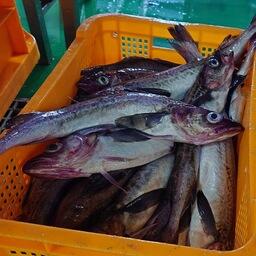 Подготовка к охотоморской минтаевой путине следующего года стала одной из тем Дальневосточного научно-промыслового совета