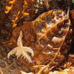 В этом году ключевой темой биохакатона стали добыча и производство водорослей