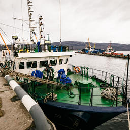 Живых крабов доставляют на берег судами краболовами. Фото пресс-службы правительства Мурманской области
