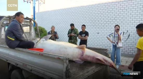 Китайский рыбак выловил в Амуре гигантскую калугу. Фото канала CGTN