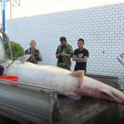 Китайский рыбак выловил в Амуре гигантскую калугу. Фото канала CGTN