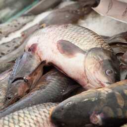 В Вологодской области на торги выставили участок для промышленного рыболовства