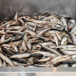 Улов на рыбозаводе в ЯНАО. Фото пресс-службы регионального департамента АПК