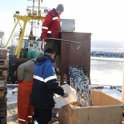 За прошлый год рыбаки Карелии добыли 83,8 тыс. тонн. Фото пресс-службы Северо-Западного теруправления Росрыболовства