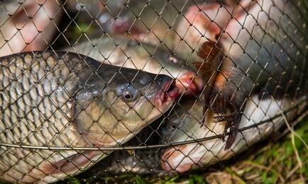 В Краснодарском крае на аукцион выставили участки под пастбищную аквакультуру. Архивное фото