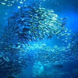 Косяк тихоокеанской сардины (иваси). Фото с сайта Fishretail