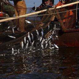 Предложен механизм внесения изменений в реестр при достижении рекомендованных объемов вылова «неодуемых» на внутренних водоемах