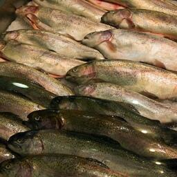 Форель — одна из популярных рыб в аквакультуре США. Архивное фото