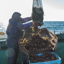 Добыча серого морского ежа на Курилах. Фото ЮКРК