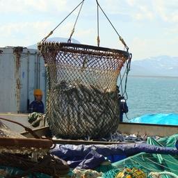 Приемка лососевого улова на Камчатке