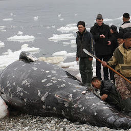 За время проведения работ местные жители добыли и промерили 9 серых китов. Фото пресс-службы ТИНРО-Центра