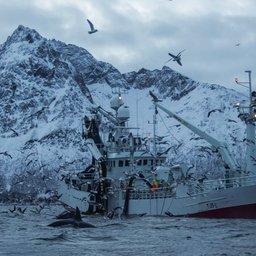 Норвегия хочет удвоить рыбный экспорт. Фото Norway's Sildesalgslag (2017)