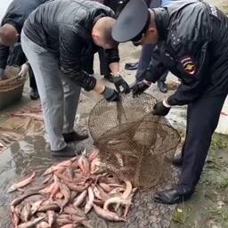 Ущерб от незаконного вылова осетра и стерляди предварительно оценивается в 2,5 млн рублей. Скриншот видео пресс-службы МВД России