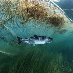 Тихоокеанский лосось и сеть. Фото Андрея Нарчука