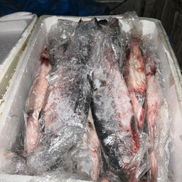 Также у браконьеров изъяли в совокупности 108 лососей. Фото пресс-службы УМВД по Приморскому краю