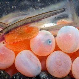 Лососевые рыбоводные заводы Магаданской области проводят маркировку эмбрионов. Фото пресс-службы МагаданНИРО