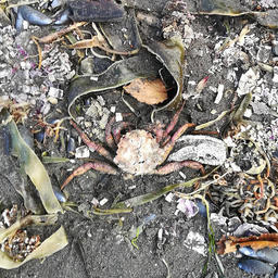 Последствия загрязнения. Погибшие донные обитатели на песке Халактырского пляжа. Фото Сергея Коростелева, WWF России