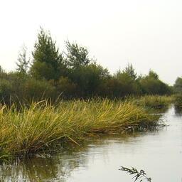 Планируется внести в законодательство изменения по правовому регулированию в сфере охраны водно-болотных угодий