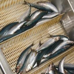 Свежевыловленная сардина-иваси. Архивное фото