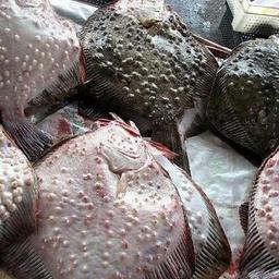 В Черном море крымские рыбаки к марту добыли 16 тонн камбалы-калкан. Фото пресс-службы АЧТУ