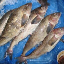 На торги выставили в том числе доли квот терпугов