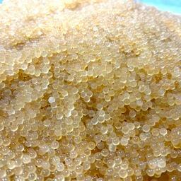 Собранную икру отправляют в рыбопитомник «Тобольский» на инкубацию. Фото пресс-службы ВНИРО