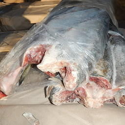 Хотя «красная» путина в регионе проходит летом и осенью, Камчатка экспортирует лососей даже в зимне-весенний период. Фото пресс-службы ДВТУ 