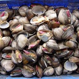 На торги выставили, в частности, долю квоты для промысла спизулы в подзоне Приморье