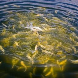 Новую добавку планируется использовать и в рыбном хозяйстве