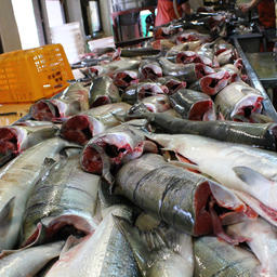 Разделанный лосось на рыбозаводе в Хабаровском крае