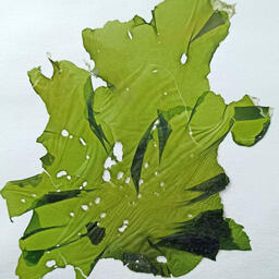 Молекулярный анализ выявил присутствие в регионе двух различных таксонов: Ulva australis и Ulva fenestrate. Фото пресс-службы ННЦМБ ДВО РАН