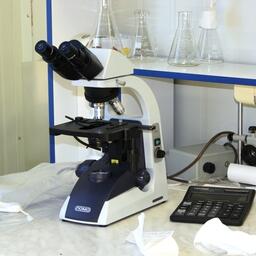 Сведения о биологии корейского окуня в условиях Черного моря ученые получили впервые. Архивное фото