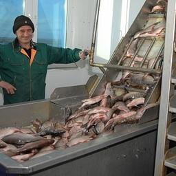 Рыбозавод в ЯНАО. Фото пресс-службы региональной администрации 