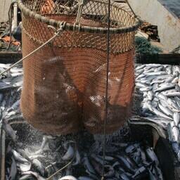 Добыча лосося на Сахалине. Архивное фото