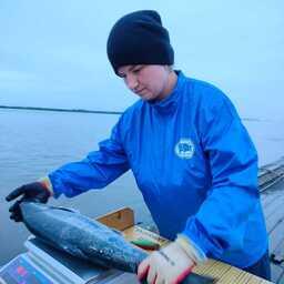 Работа с производителями лосося. Фото пресс-службы КамчатНИРО