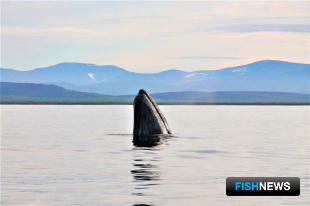 Серый кит. Фото пресс-службы правительства ЧАО