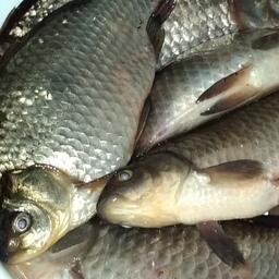 На ряде аукционных участков предлагают вести добычу карася