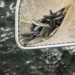 В Тверской области аквафермеры могут претендовать на частичное возмещение затрат для покупки посадочного материала